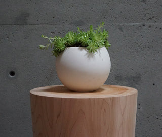 round, white ceramic pot with a green plant sitting on a wood stool